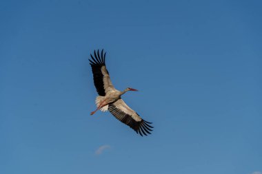 Gökyüzünde mavi gökyüzüne karşı uçan büyük bir leylek