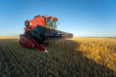 Kharkiv, Ukrayna - Jule, 18, 2022: Ekin biçme makineleri tarlada dolaşıp buğday topluyor. Ukrayna 'da buğday hasadı, tahıl ihracatı ve gıda güvenliği.