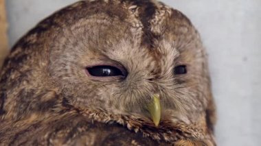 Baykuş kafalı. Baykuş mesafeye bakar ve ara sıra göz kırpar. Yakın plan.