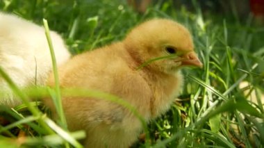 Sarı tüylü küçük bir tavuk yeşil çimlerin üzerinde oturur. Yakınlarda beyaz bir tavuk görünüyor. Çiftlikte kümes hayvanı yetiştiriyorum.