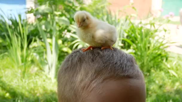 Köyde Küçük Sarı Bir Piliç Bir Çocuğun Kafasına Oturur Hayvanlarla — Stok video