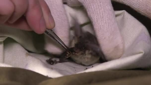 Ένα Αναγνωρίσιμο Χέρι Ταΐζει Μια Νυχτερίδα Έντομα Από Τσιμπιδάκια Διάσωση — Αρχείο Βίντεο