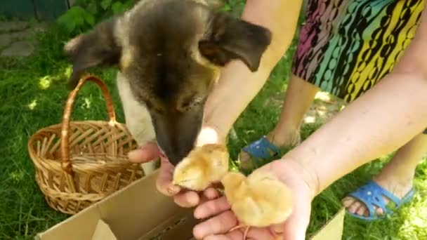 Hond Snuift Likt Kleine Kippen Vrouwenarmen Vrouw Pakt Kleine Gele — Stockvideo