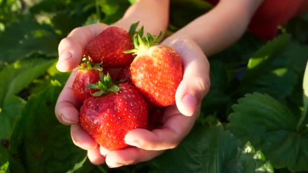 子供たちの手には ジューシーで熟した赤いイチゴの果実があります 背景にはイチゴの茂みの葉 夏に果実を収穫する ビタミンストロベリー — ストック動画