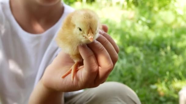 Ein Nicht Wiedererkennbares Kind Hält Ein Kleines Huhn Auf Dem — Stockvideo