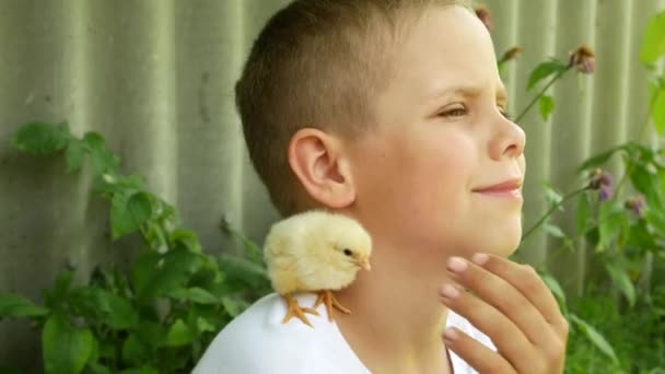 7歳の可愛い男の子は 肩に黄色い鶏を抱えています 子供と自然とのコミュニケーション 村での夏休み — ストック動画