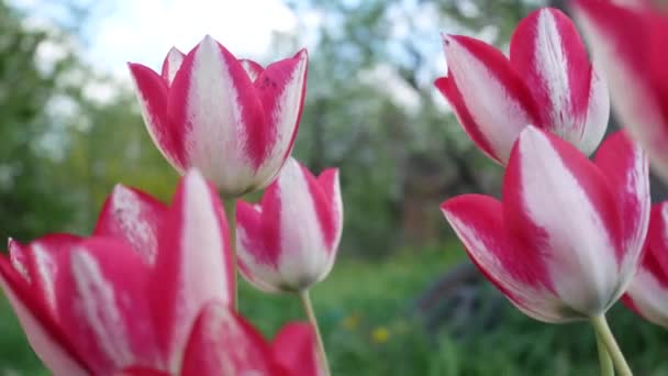 Weiß Rot Blühende Tulpen Garten Vor Blauem Himmel — Stockvideo