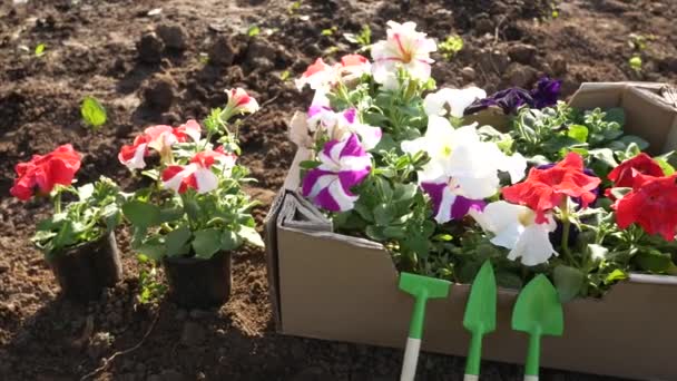 Σπόροι Από Άνθη Πετούνιας Ένα Κουτί Και Γλάστρες Ένα Παρτέρι — Αρχείο Βίντεο