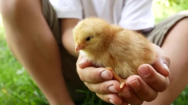 Παιδί Κρατάει Ένα Μικρό Κίτρινο Κοτόπουλο Επικοινωνία Παιδιού Φύση Ζώα — Αρχείο Βίντεο