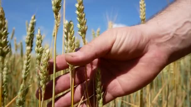 Çiftçi Buğday Kulaklarını Alır Olgunluklarını Değerlendirir Yazın Tahıl Durumunu Hasattan — Stok video