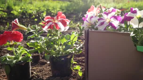 Kleine Petunienblüten Töpfen Und Ein Kasten Auf Dem Beet Vor — Stockvideo