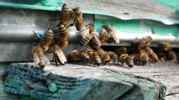 Многие Пчелы Сидят Входе Улей Пасеке Производство Меда Сбор Меда — стоковое видео