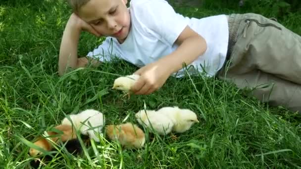 Симпатичный Мальчик Лет Лежит Зеленой Траве Играет Маленькими Цыплятами Общение — стоковое видео
