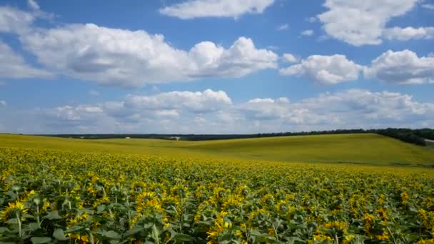 Virágzó Napraforgó Nagy Mezeje Panoráma Kék Felett Fehér Felhőkkel — Stock videók
