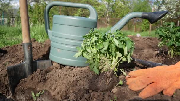 Muda Tomate Antes Plantar Terreno Aberto Jardim Perto Está Uma — Vídeo de Stock
