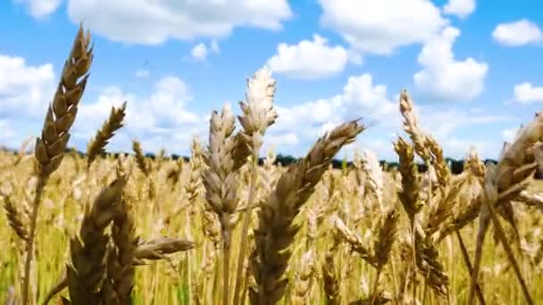 Поле Колосьями Спелой Пшеницы Раскачивается Ветру Против Голубого Неба Выращивание — стоковое видео