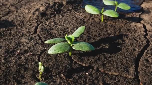 地面の乾燥した地面に成長した野菜の小さな芽には 上から水が注ぐ 春に若い植物に水をやる ベッドで野菜を育てる — ストック動画