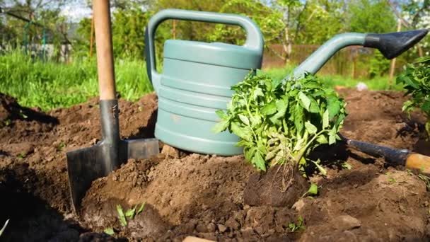 番茄幼苗 铲子和浇水可以放在挖出的床上 准备种植西红柿 在花园里种植蔬菜 种植有机蔬菜 — 图库视频影像