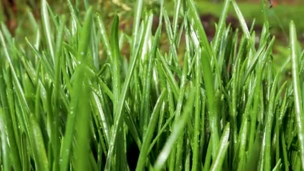Saftigt Färskt Tätt Grönt Gräs Med Regndroppar Saftig Naturlig Grön — Stockvideo