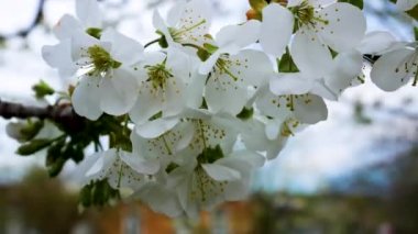 Baharda beyaz büyük çiçeklerle kaplı bir kiraz dalı mavi gökyüzüne karşı rüzgarda sallanıyor. Bahar Bahçesi
