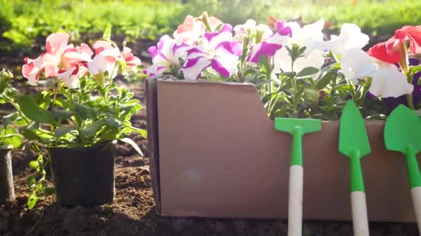 Coloridas Flores Petunia Una Caja Cama Antes Plantar Suelo Panorama — Vídeo de stock