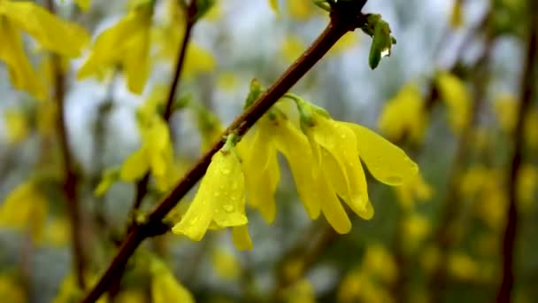 Înflorirea Primelor Flori Începutul Primăverii Ramură Unui Tufiș Flori Galbene — Videoclip de stoc