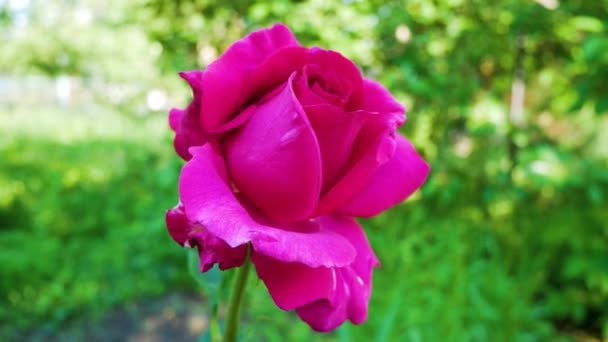 Una Flor Gran Brote Rosa Fragante Arbusto Jardín Verano Fondo — Vídeos de Stock