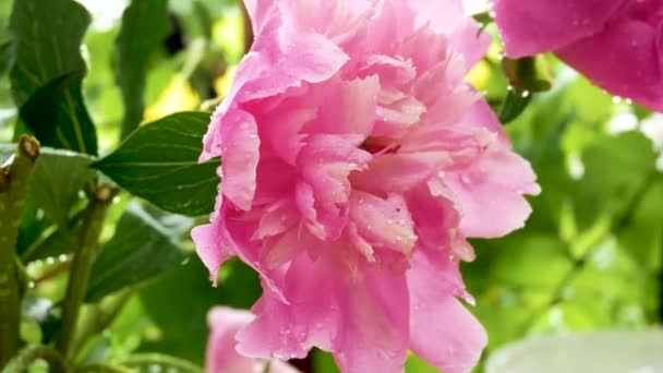 Large Fragrant Flower Pink Peony Raindrops Petals Garden Panorama Background — Stock Video