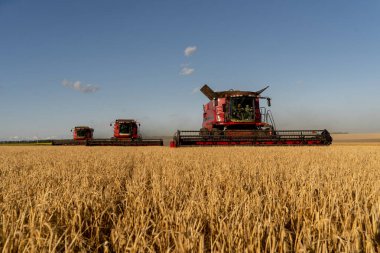 Kharkiv, Ukrayna - Jule, 18, 2022: Üç biçerdöver sarı buğday tarlasından geçer ve hasadı hasat eder. Ukrayna 'da buğday hasadı. Gıda güvenliği kavramı