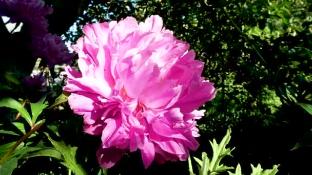 Grande Pivoine Rose Brillante Soleil Dans Jardin Été Panorama Fleurs — Video