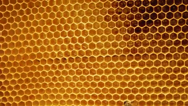 ハニカムのフレーム 黄金のワックスハニーカムは新鮮な蜂蜜で満たされています 桃の実を収穫する 六角形の蜜蝋の未来的背景 — ストック動画