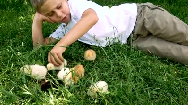 一个可爱的男孩躺在草地上的绿草上 和毛茸茸的黄黑小鸡玩耍 男孩接过手中的鸡 把它从一个地方挪到另一个地方 很羡慕它 — 图库视频影像