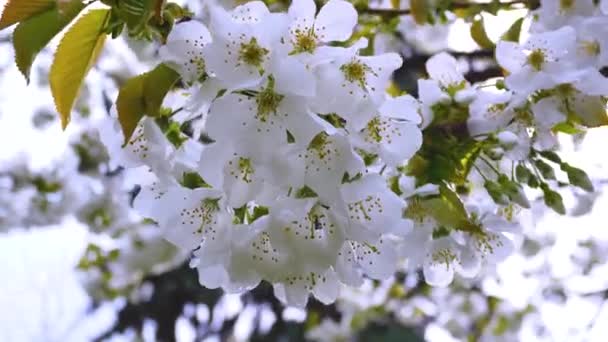 Espalhado Flores Brancas Ramo Florido Cerejas Primavera Jardim Céu Azul — Vídeo de Stock