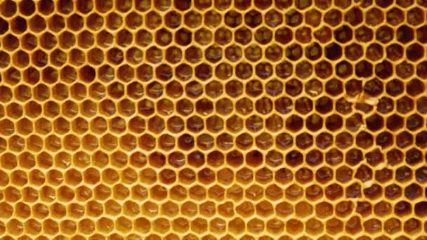 Waxy Yellow Honeycombs Which Liquid Honey Visible Shape Texture Beeswax — Stock Video