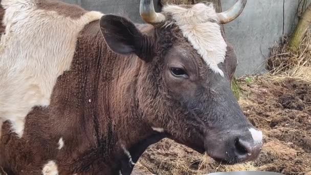 Une Vache Brune Blanche Avec Grandes Cornes Dresse Dans Rue — Video