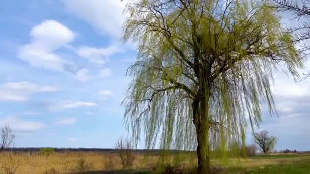 早春に白い雲が立ち並ぶ青空を背景に 開放的な空間に大きな木が緑に変わり始めます 長い枝が風に揺れる 手付かずの自然という概念 — ストック動画