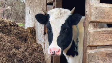 Kafasında boynuzları olan siyah ve beyaz bir inek tahta bir çitin arkasından sokağa bakıyor. Yakınlarda bir saman yığını ve tohum var. Sığır yetiştiriciliği, et ve süt üretimi. İnek...