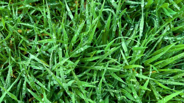 stock image Green tall grass with large drops of rain on the leaves. Juicy green grass in the spring. Spring natural green background