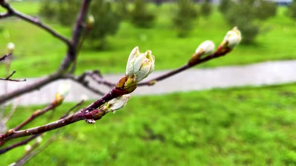 Νεαρά Φύλλα Ανθίζουν Στα Κλαδιά Του Δέντρου Την Άνοιξη Στο — Αρχείο Βίντεο