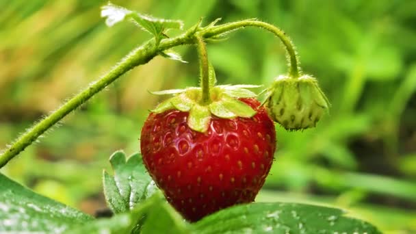 정원에 관목에는 향기나는 딸기가 있습니다 여름에 정원에 침대에서 열매를 수있다 — 비디오
