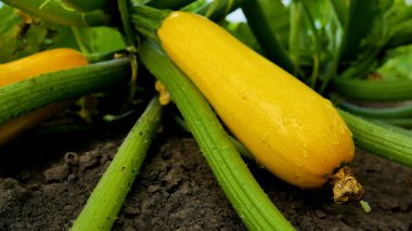 Yellow ripe large zucchini on the bed between the green leaves. On the zucchini drops of rain. Cultivation and harvesting of vitamin vegetables clipart