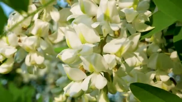 Fehér Akác Virágok Virágzó Akác Tavasszal Közelkép Méhnövények Virágzása Tavasszal — Stock videók