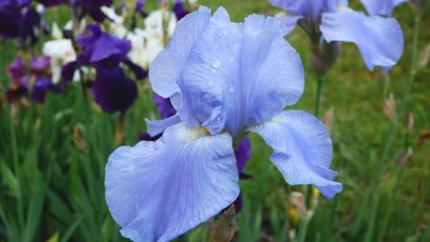 Bunga Besar Iris Biru Padang Rumput Taman Ada Setetes Hujan — Stok Video