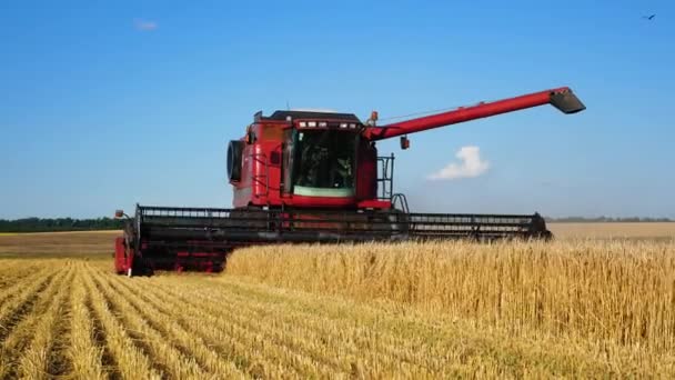 Kharkiv Ukrayna Jule 2022 Olgun Buğday Buğday Hasadı Olan Bir — Stok video
