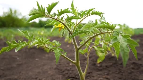 봄바람에 정원에 도마도 덤불이다 미래의 토마토가 관목에 피었습니다 — 비디오