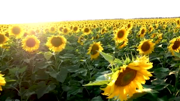 夕日の光の中でひまわりが咲く畑 パノラマ ひまわり油への加工原料としてのひまわりの栽培 ウクライナのシンボルとしてのひまわり — ストック動画