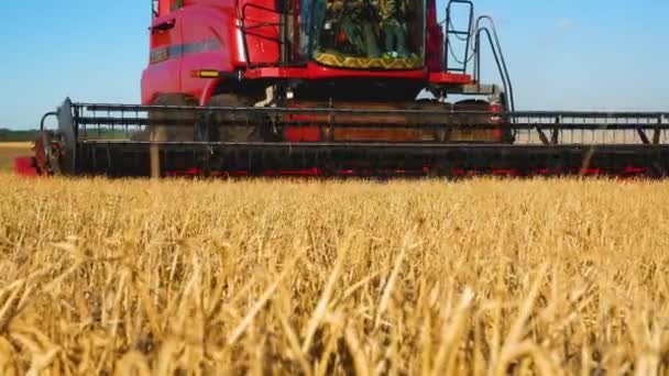 ウクライナのハリコフ 2022年7月18日 収穫者は熟した小麦と収穫の熟した穀物で畑を走ります 穀物の粉のクローズアップ ウクライナでの穀物収穫 — ストック動画