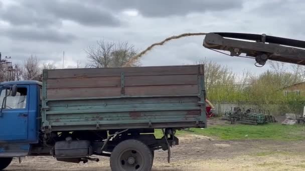 ベルトの上の穀物は小さな農場の領土上の古いトラックに注がれます 収穫の栽培 — ストック動画