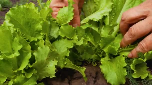 Nerozpoznatelné Ruce Třídit Trhat Zelené Listy Salátu Zahradě Pěstování Vitamínové — Stock video