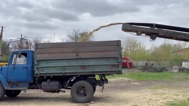 Ładowarka Ziarna Wlewa Pszenicę Lub Jęczmień Tył Starej Ciężarówki Produkcja — Wideo stockowe